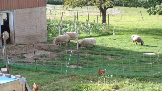 Schafe grasen auf einer Wiese neben einem Stall mit einem Huhn im Vordergrund.